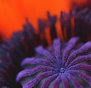 Inside Poppy Photograph by Julie Powell