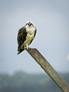 Intense Osprey Stare Photograph by Kristia Adams