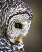 Intensity Photograph by Brad Bellisle