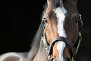 Intensity Photograph by TheDman