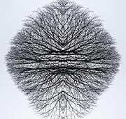 Intertwined Photograph by Brad Bellisle Intertwined Photograph by Brad Bellisle