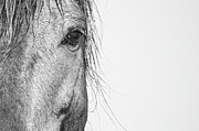 Intimate Wild Horse Portrait - North Carolina Outer Banks Photograph by Bob Decker Intimate Wild Horse Portrait - North Carolina Outer Banks Photograph by Bob Decker