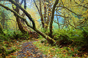 Into the Autumn Woodland Photograph by Mike Lee
