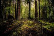 Into the Beautiful Photograph by Bill Posner