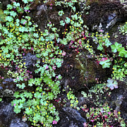 Intricate Foliage Photograph by Charlene Mitchell Intricate Foliage Photograph by Charlene Mitchell