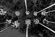 Inverted Palms 11 Photograph by Az Jackson