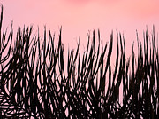 Inverted Silhouette of a Sunset Palm Frond Photograph by Joe Schofield