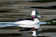 Iridescence Photograph by Douglas Fraser Smith Iridescence Photograph by Douglas Fraser Smith