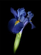 Iris 041807 Photograph by Julie Powell