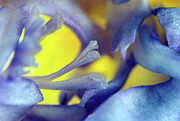 Iris Abstract Digital Art by William Gunn Iris Abstract Digital Art by William Gunn