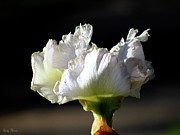 Iris AKA By It's Ole Country Name Paper Flower Photograph by Amy Hosp Iris AKA By It's Ole Country Name Paper Flower Photograph by Amy Hosp