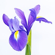 Iris Photograph by Anorel