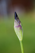 Iris Bud Purple To Black Photograph by Joy Watson Iris Bud Purple To Black Photograph by Joy Watson