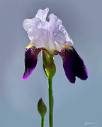 Iris Flower 02MAY23 Photograph by Greg Joens
