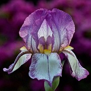 Iris Pink Photograph by Richard Cummings