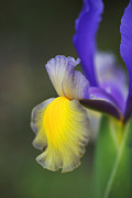 Iris Purples With Yellow Side  Photograph by Joy Watson