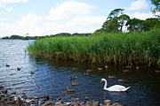 Irish Swan Photograph by Carole Gordon Irish Swan Photograph by Carole Gordon