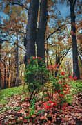 Is it autumn or is it spring? Photograph by Dejan Travica