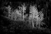 Isolated by Light Photograph by Jon Glaser
