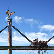 It's about time you got home with the Take-out  - Osprey returning to nest carrying fish dinner Photograph by Peter Herman