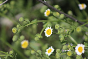 Ivory Desert Rock Daisy Wildflowers Coachella Valley Preserve Photograph by Colleen Cornelius