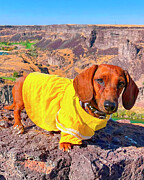 Izzy and the Great Outdoors Photograph by Mark Andrew Thomas