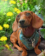 Izzy Bee Among the Flowers Photograph by Mark Andrew Thomas Izzy Bee Among the Flowers Photograph by Mark Andrew Thomas