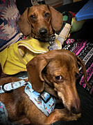 Izzy Bee and Her Best Friend Meggie Photograph by Mark Andrew Thomas