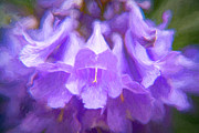 Jacaranda Blossoms in Summer Photograph by Lindsay Thomson