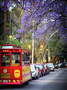 Jacarandas along Parque Mexico Photograph by Leslie Brashear