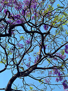 Jacarandas Photograph by Leslie Brashear