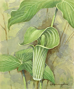 Jack-In-The-Pulpit Painting by Gordon Beningfield Jack-In-The-Pulpit Painting by Gordon Beningfield