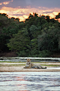 Jaguar along Cuiaba River Photograph by Suzi Eszterhas Jaguar along Cuiaba River Photograph by Suzi Eszterhas