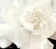 Jane's  Gardenia Photograph by Viva Anderson