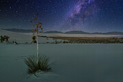 January 2025 Yucca and Galactic Center Photograph by Alain Zarinelli