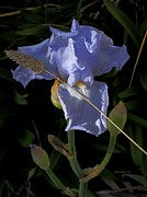 January Iris Photograph by Richard Thomas January Iris Photograph by Richard Thomas