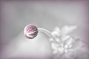 Japanese Anemone Bud Photograph by Yvonne Johnstone