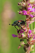 Japanese beetle Photograph by Sv Bell Japanese beetle Photograph by Sv Bell