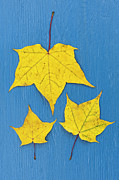 Japanese Maple Autumn Leaves Pattern Photograph by Tim Gainey