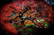 Japanese Maple Photograph by Vicki Walsh