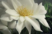 Jasmine Flower Digital Art by Sterling and Thorn