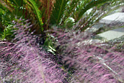 Jekyll Island Muhly Flowerscape Photograph by Bruce Gourley