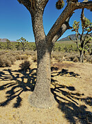 Joshua Tree and Silhouette Photograph by Anthony Sacco
