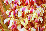 Joshua Tree Blossoms Mixed Media by Tatiana Travelways