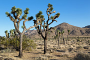 Joshua Tree National Park Photograph by Mango Art