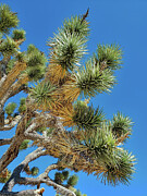 Joshua Tree Needle Leaves Photograph by Anthony Sacco