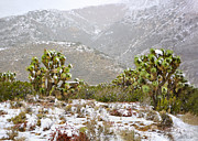 Joshua Tree Snowy Landscape Photograph by Brian Tada
