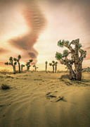 Joshua Tree Sunrise Photograph by Steve Berkley