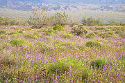 Joshua Tree - Vernal Meadow at Dusk Photograph by Alexander Kunz