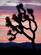 Joshua Trees at Sunset Photograph by Mango Art